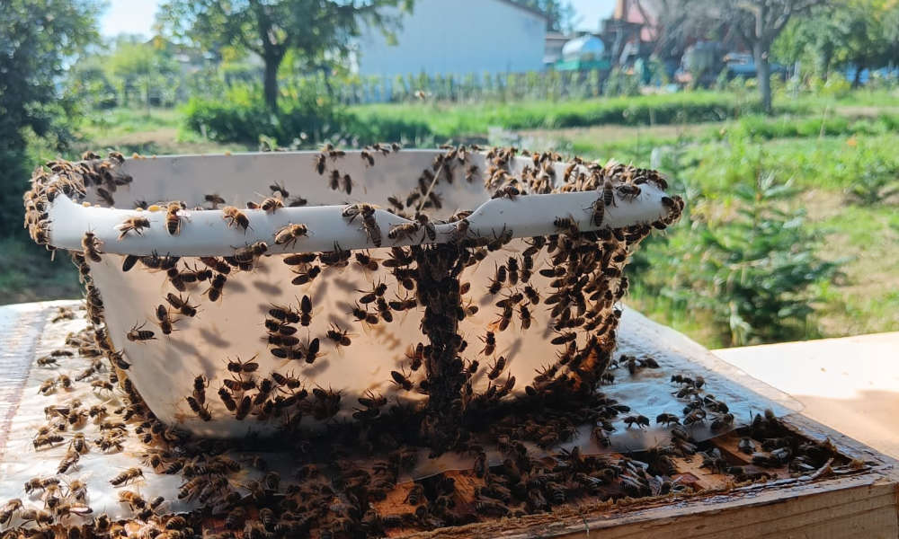 Honigbienen aus Nussdorf in der Pfalz