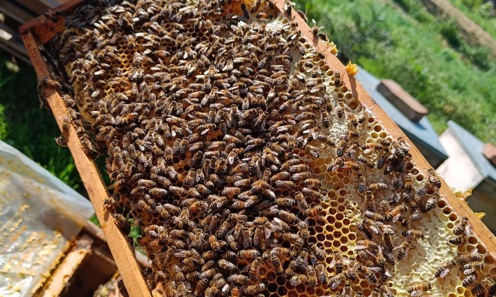 Honigbienen aus Nussdorf in der Pfalz