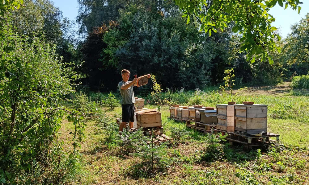 Honigbienen aus Nussdorf in der Pfalz